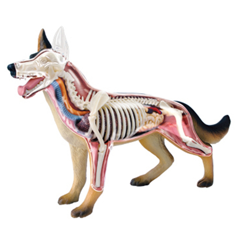 Modello Anatomico di Organi An - Dog Toys recensione e prezzo