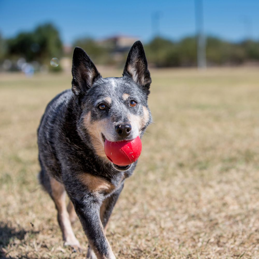 Giocattolo per cani KONG Ball  - Indestructible Dog Chew Toy recensione e prezzo